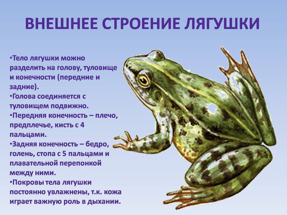 Что изучает биология
