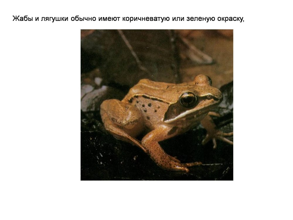 Жизненный цикл головастика лягушки