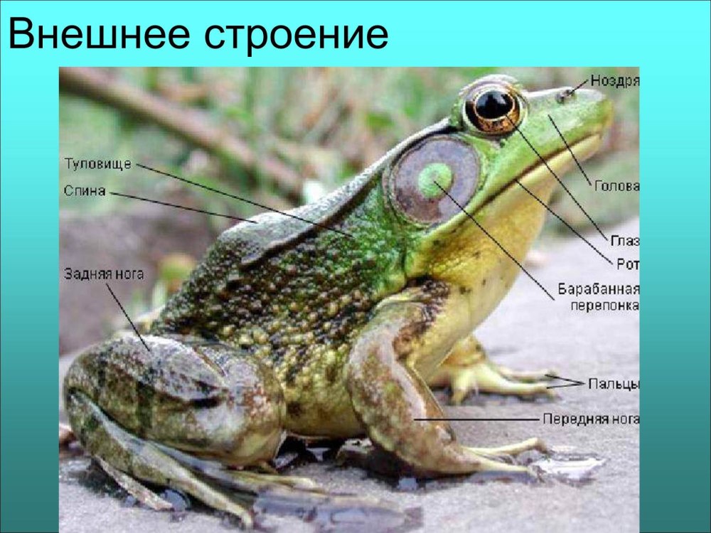 Польза лягушек