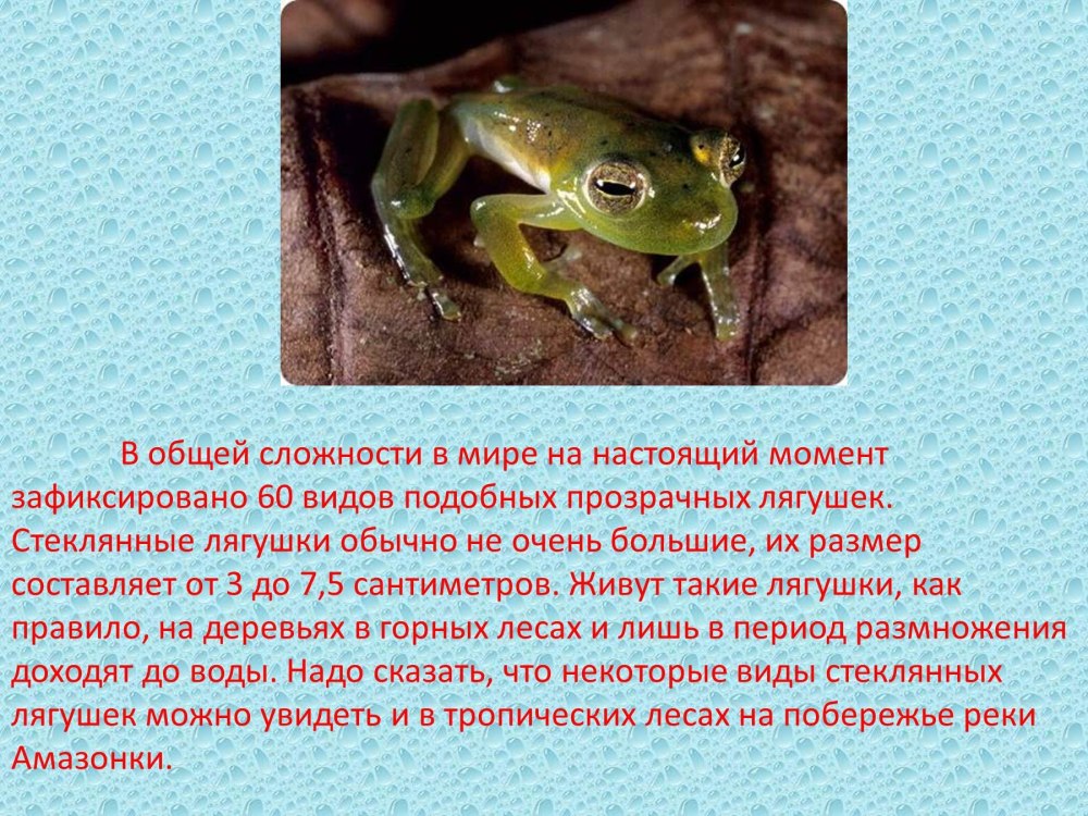 Движение языка лягушки