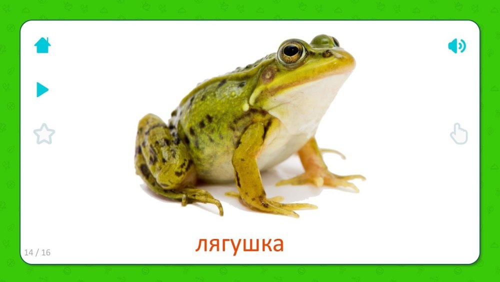 Барабанная перепонка лягушки