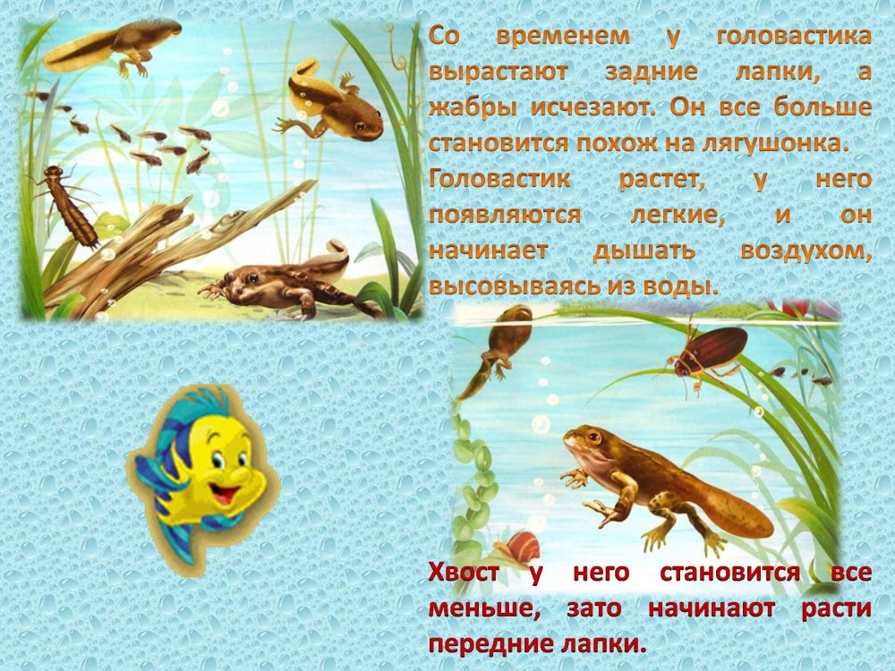 Царевна лягушка презентация
