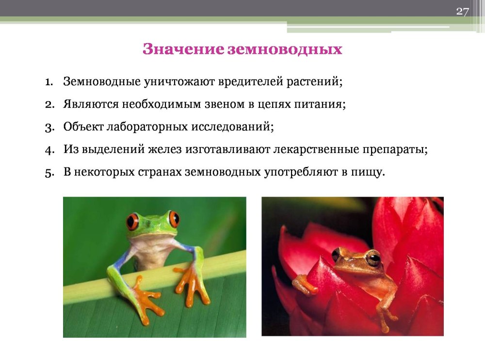 Танцующие лягушки