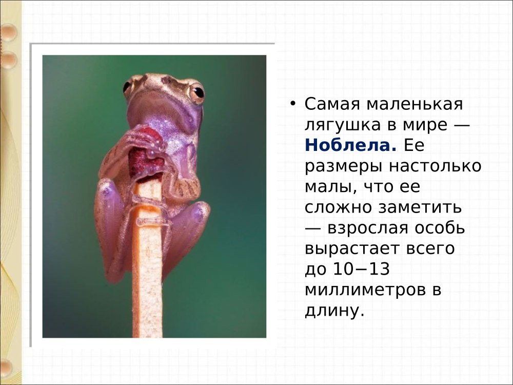 Класс земноводные лягушка