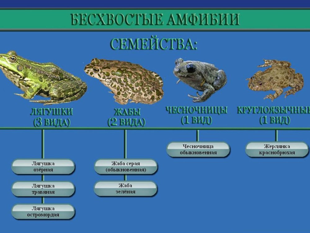 Лягушки разнообразие видов