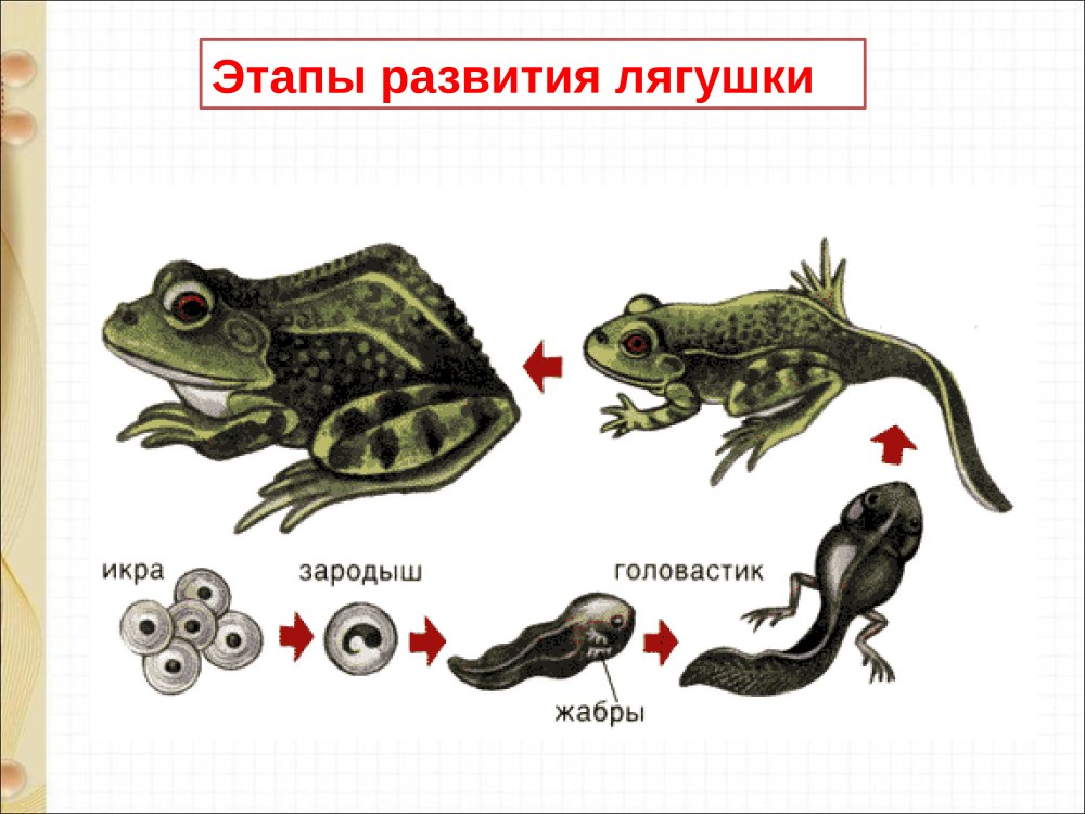Стих про лягушку для детей