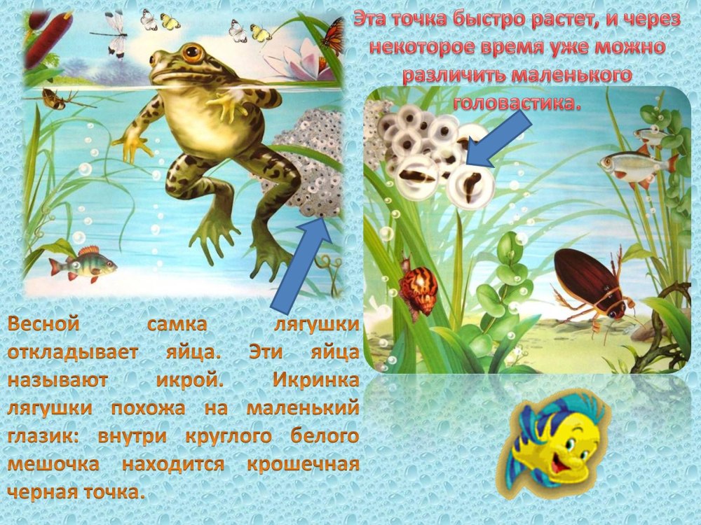 Лягушка карточка для детей