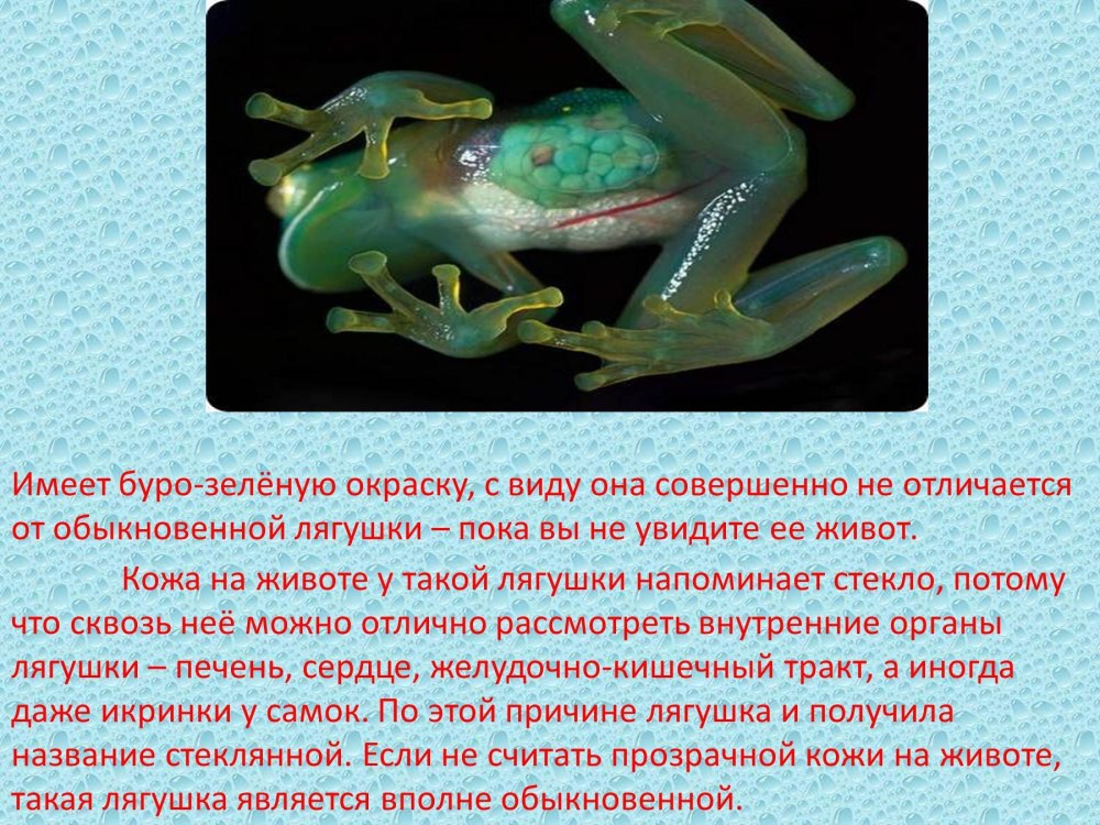 Стеклянная лягушка презентация