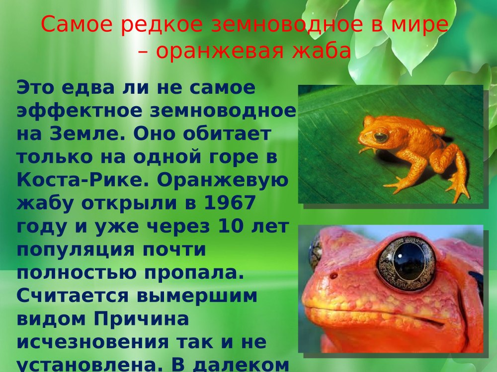 Цикл развития лягушки схема