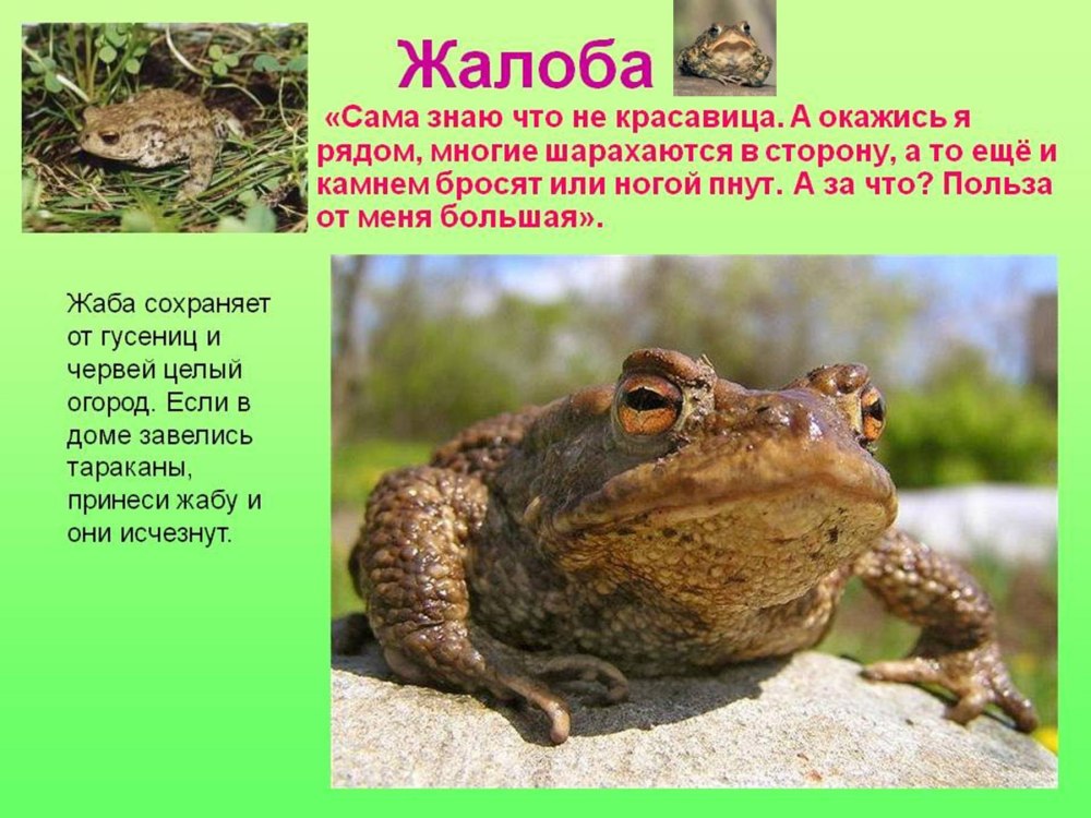 Берестов лягушата
