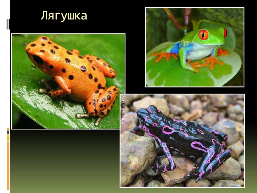 Открытки с лягушками милые