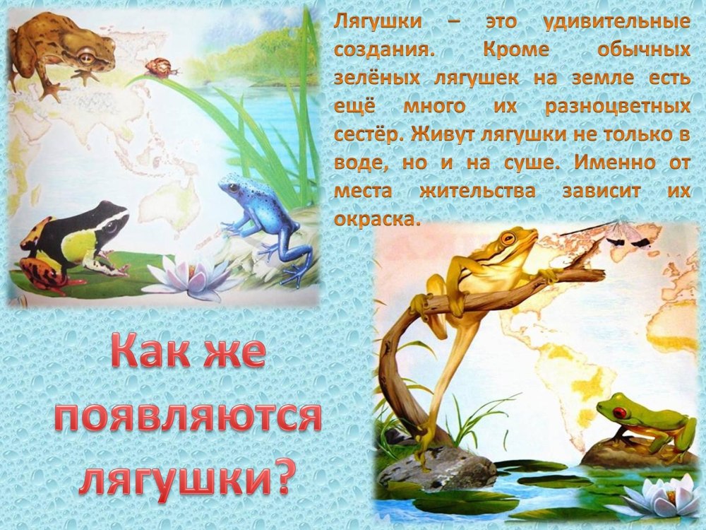Лягушка для презентации