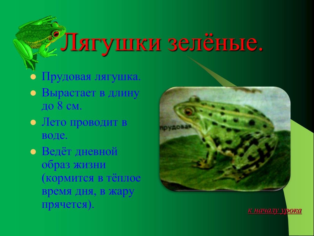 Лягушка из красной книги