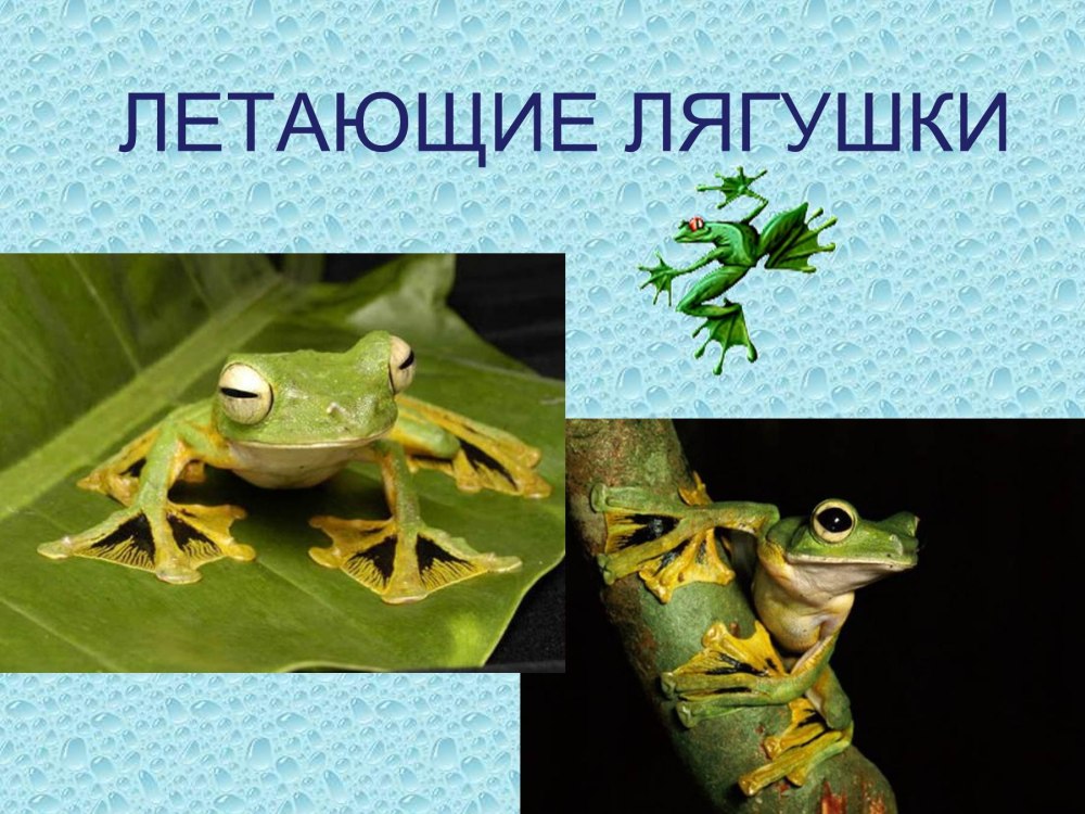 Лягушка для презентации
