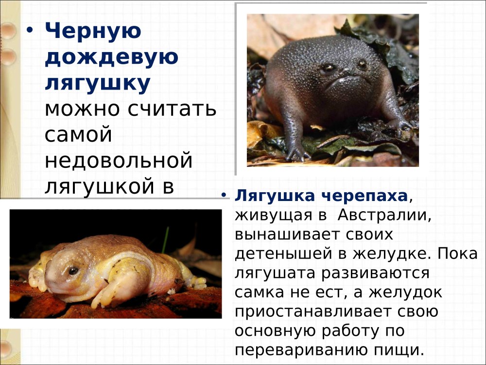 Факты о лягушках