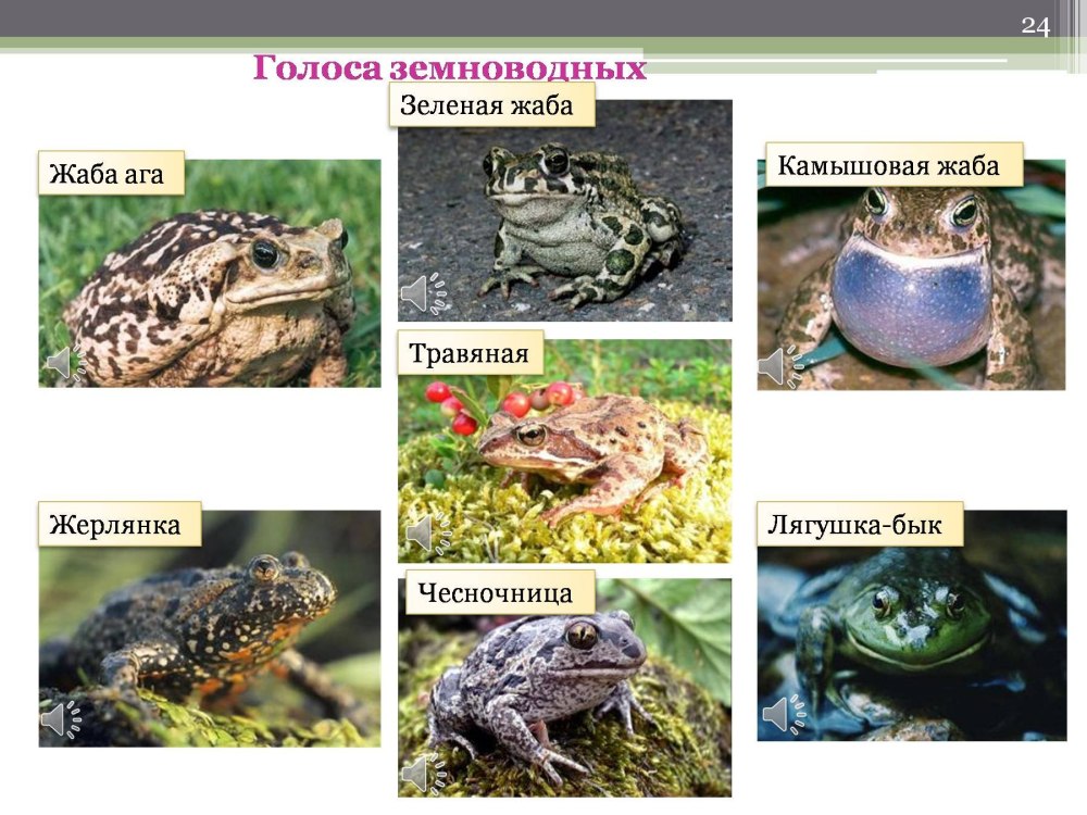 Лягушки мультяшные