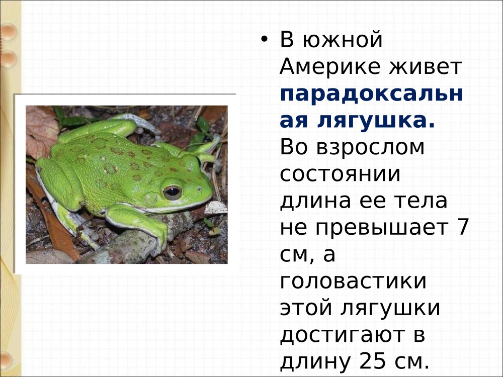 Лягушка лежит