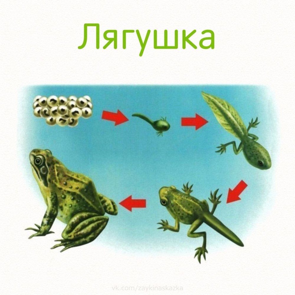 Лягушка для детей