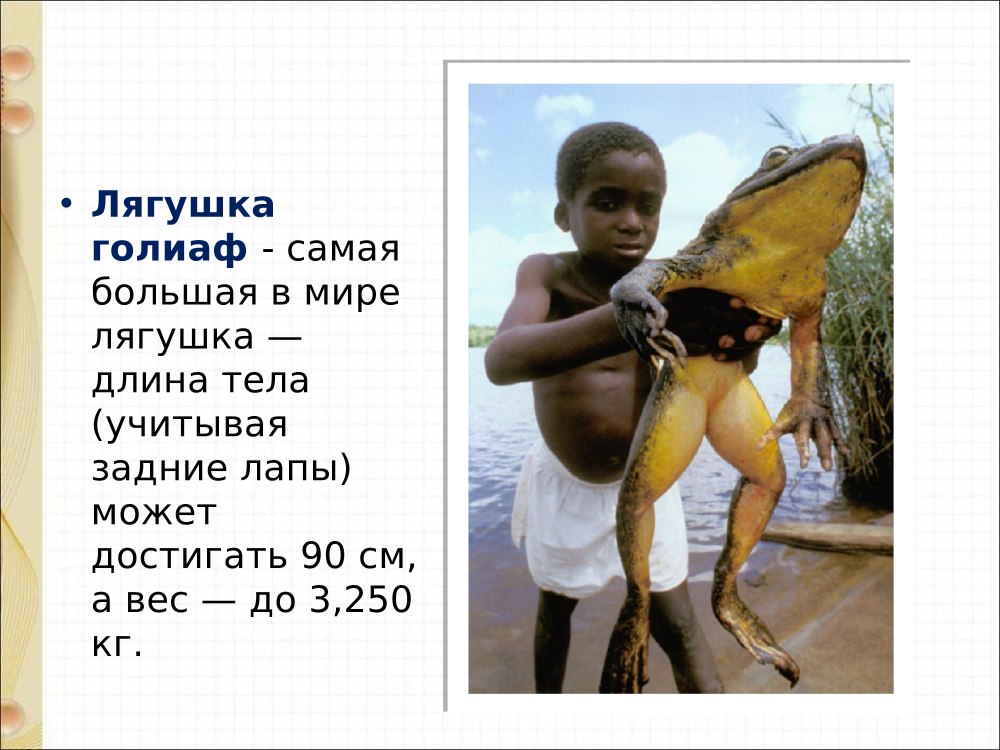 Бесхвостые земноводные