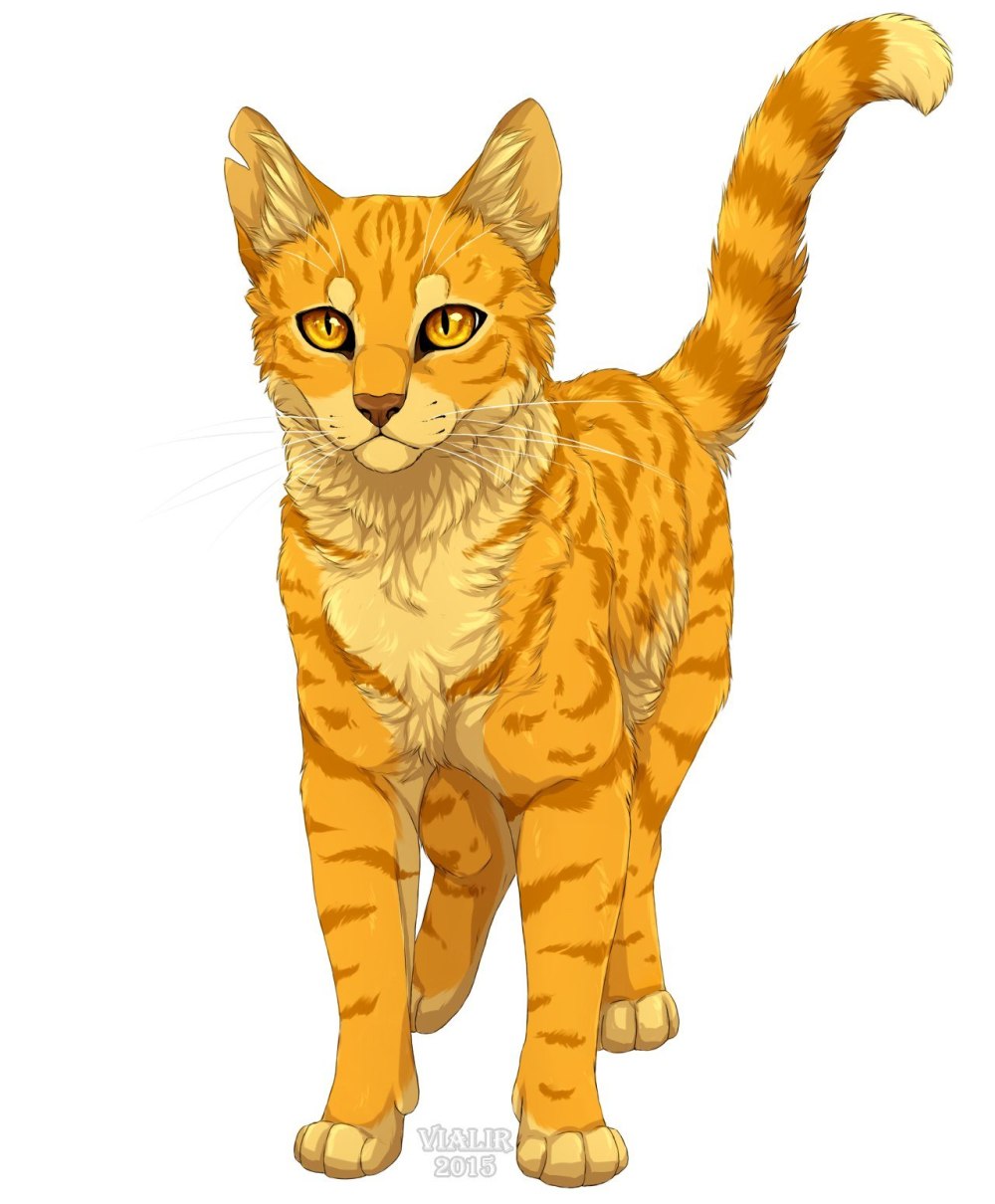 Коты Воители краснохвост