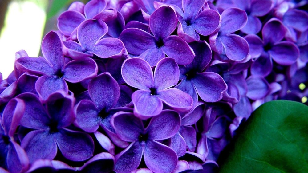 Цв Purple 8тб