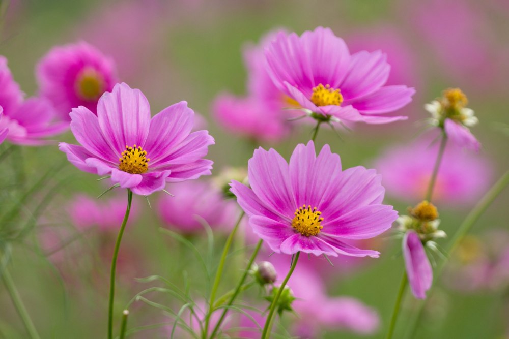 Космея – Pink Cosmos