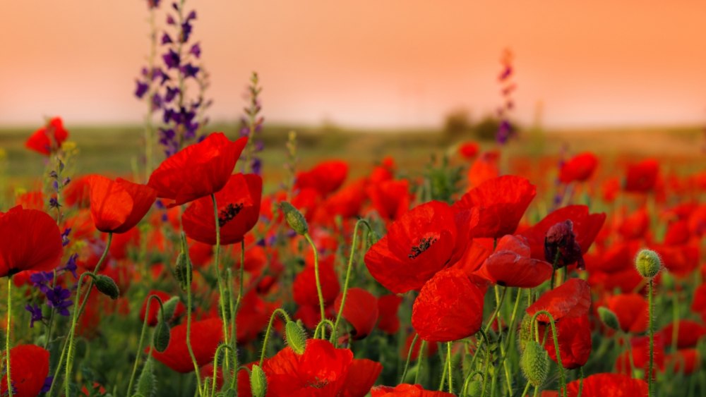 Remembrance Day Маковое поле