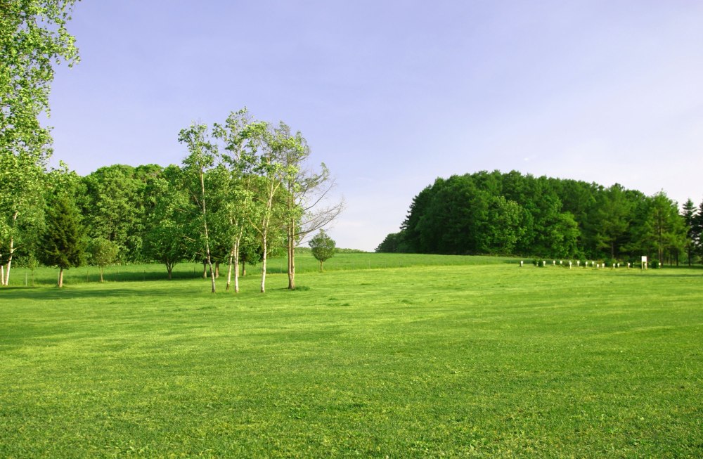 Поле панорама