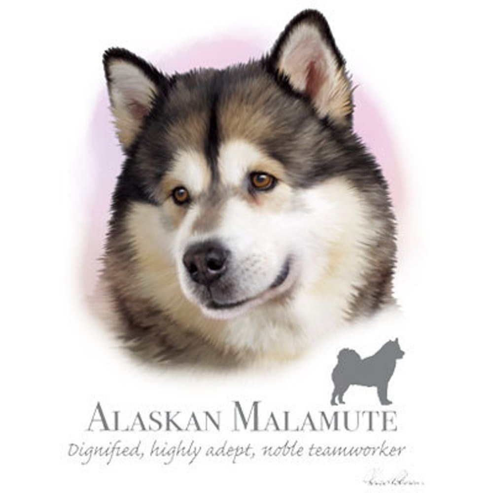 Аляскинский маламут портрет