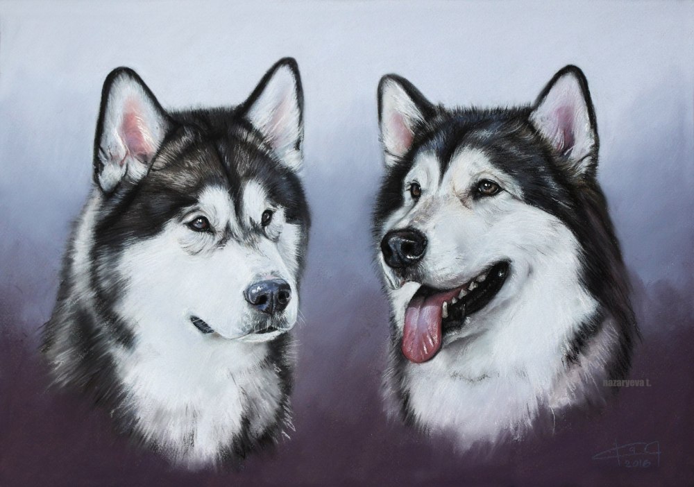 Аляскинский маламут рисунок