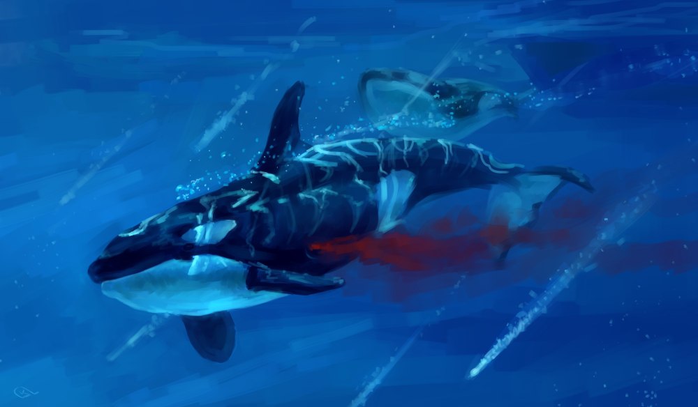 Orca Касатка Касатка