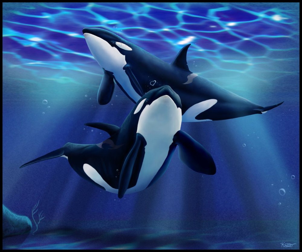 Ciorano Art Orcas