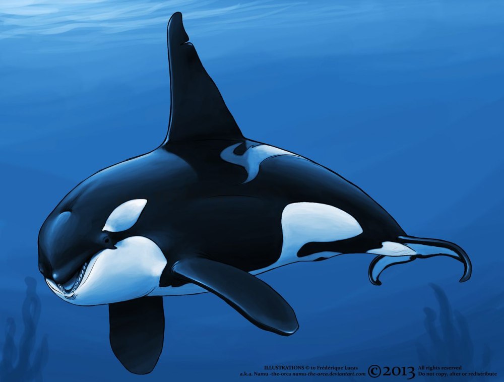 Orcinus Orca коса́тка Orca Killer Whale