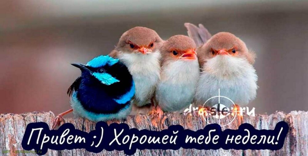 Хорошего начала недели