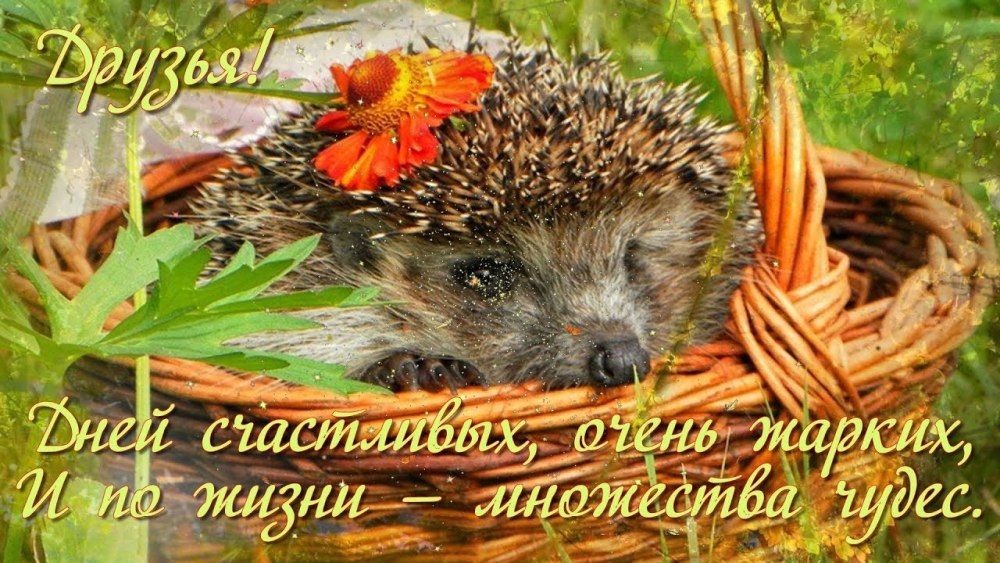 Пожелание доброго осеннего утра с животными