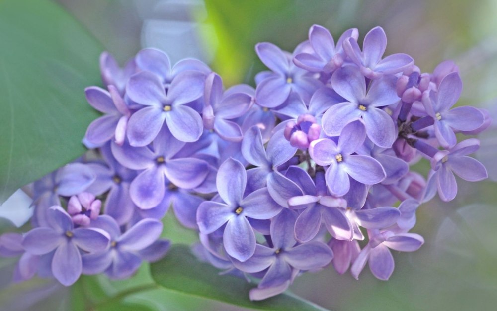 Природа сирень макро