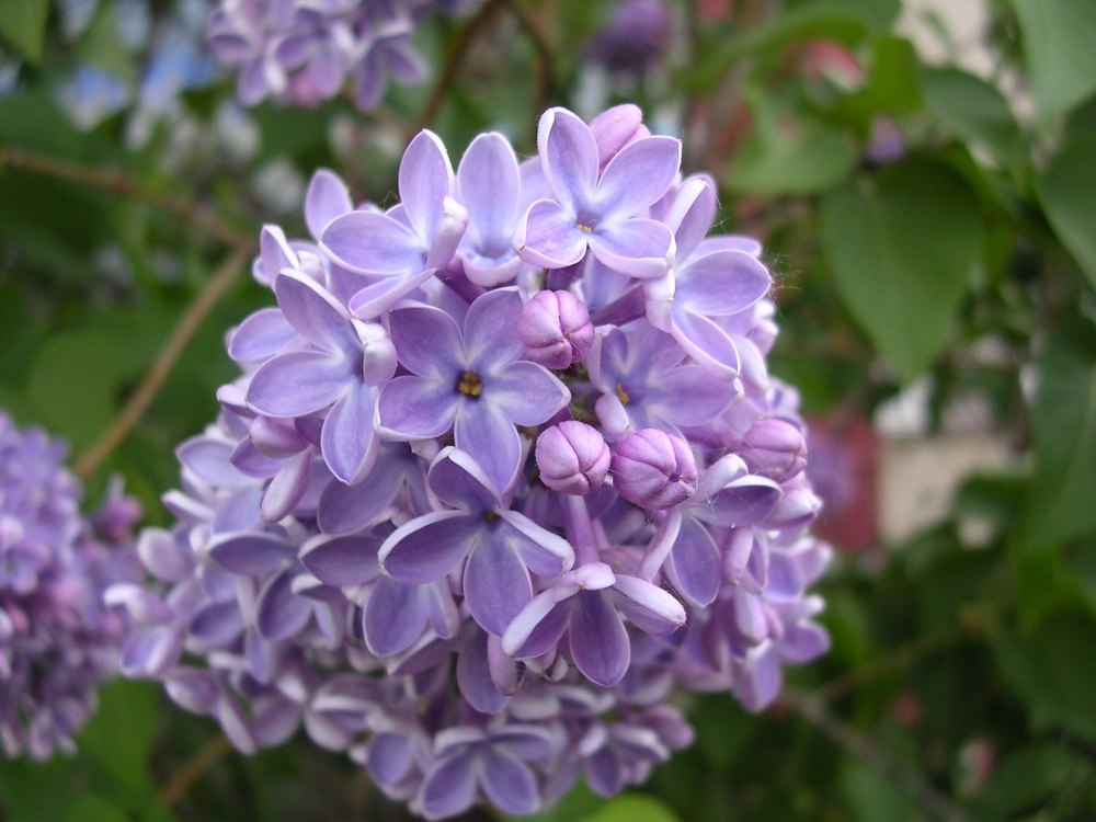 Syringa vulgaris `Фрэнк Патерсон`