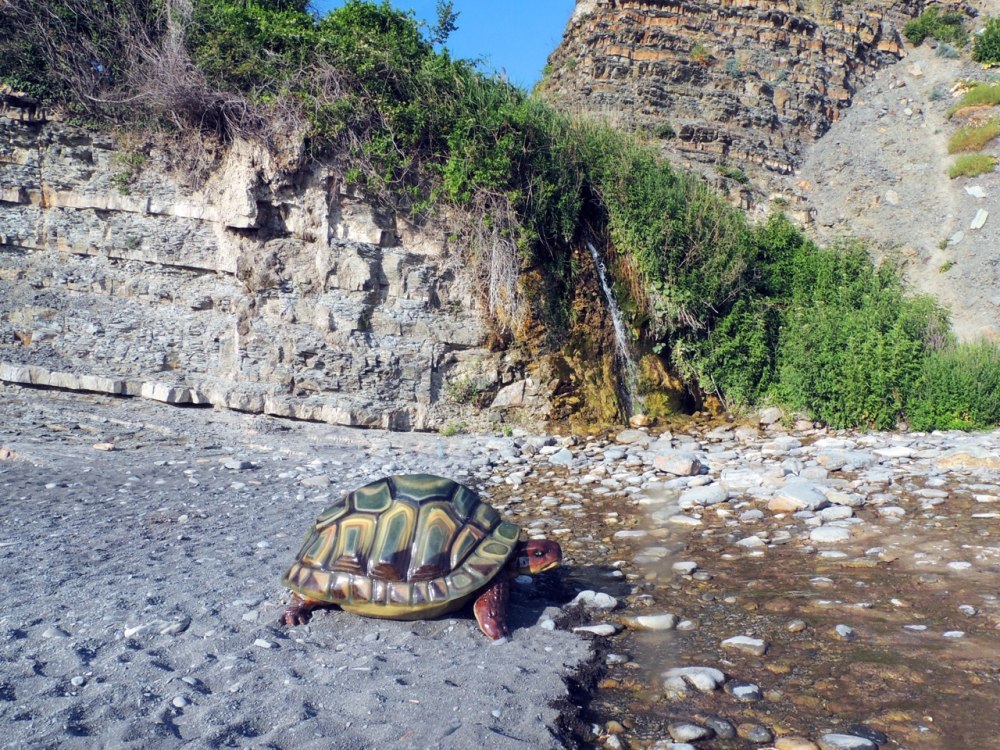 Заповедник Утриш черепаха