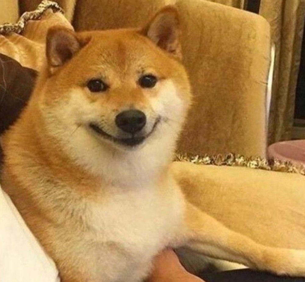 Собака Акита ину Мем