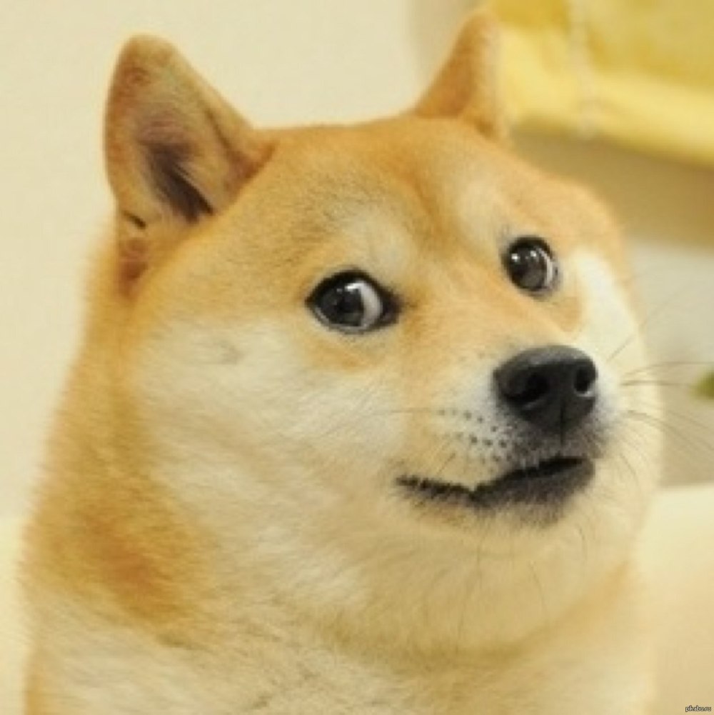 Сиба-ину Doge