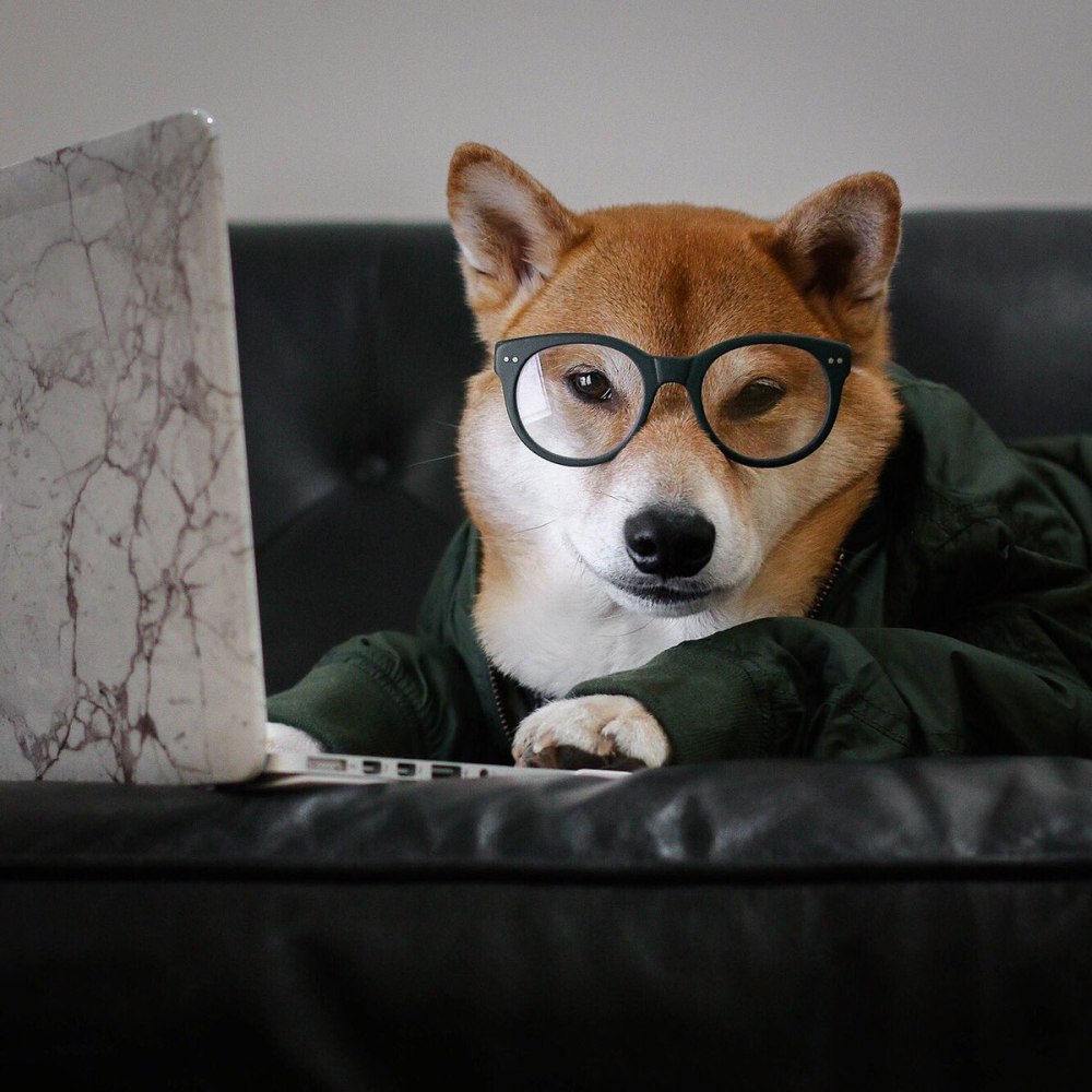 Doge в очках