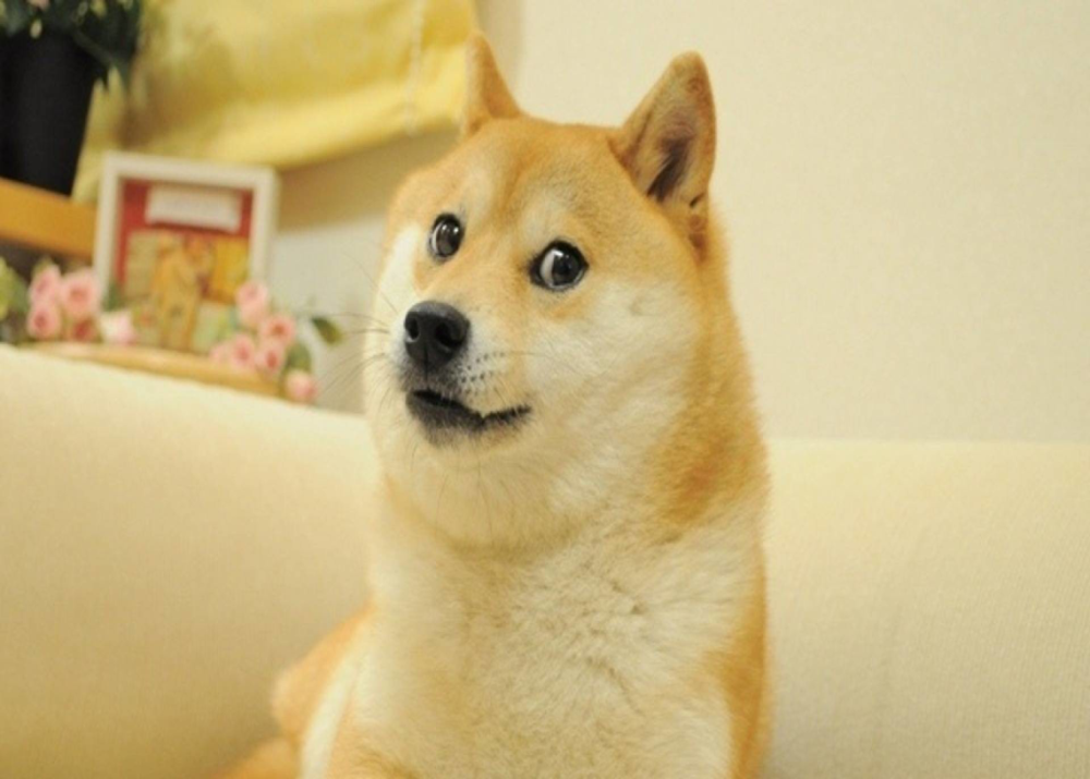 Шиба ину Doge