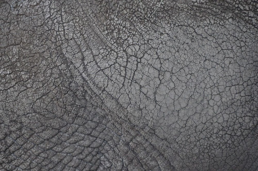 Skin texture Zbrush
