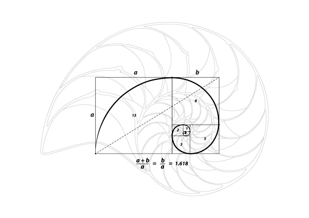 Золотое сечение Golden ratio