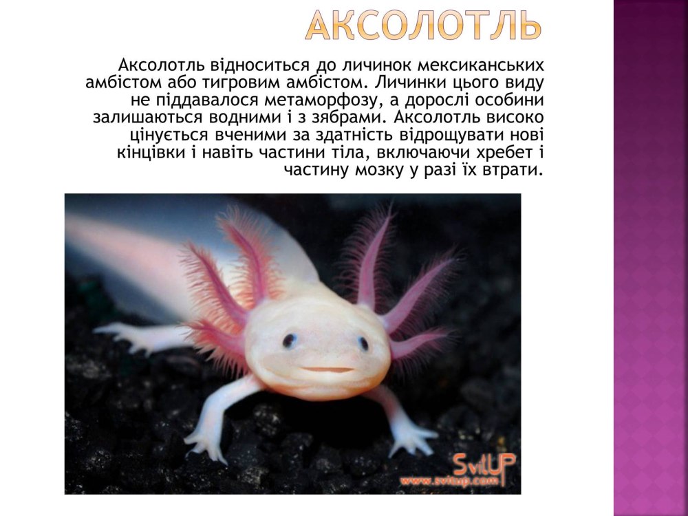 Аксолотль чб