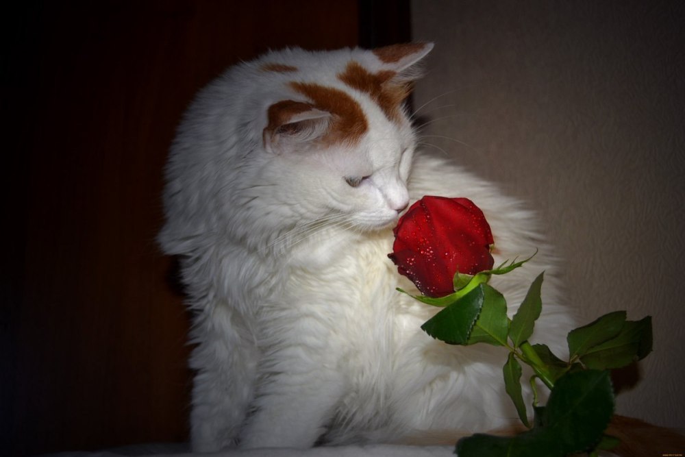 Кошки с розами