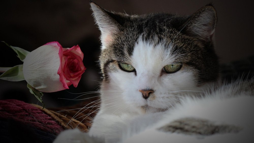 Котик с цветочком в зубах