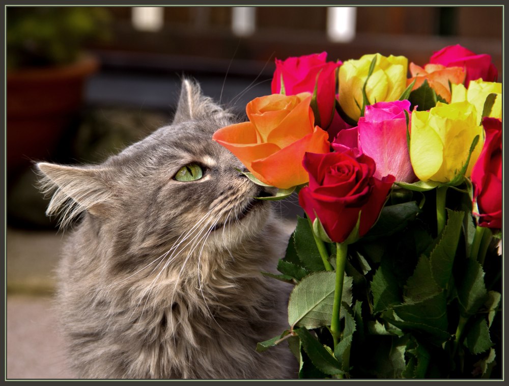 Котик с розой