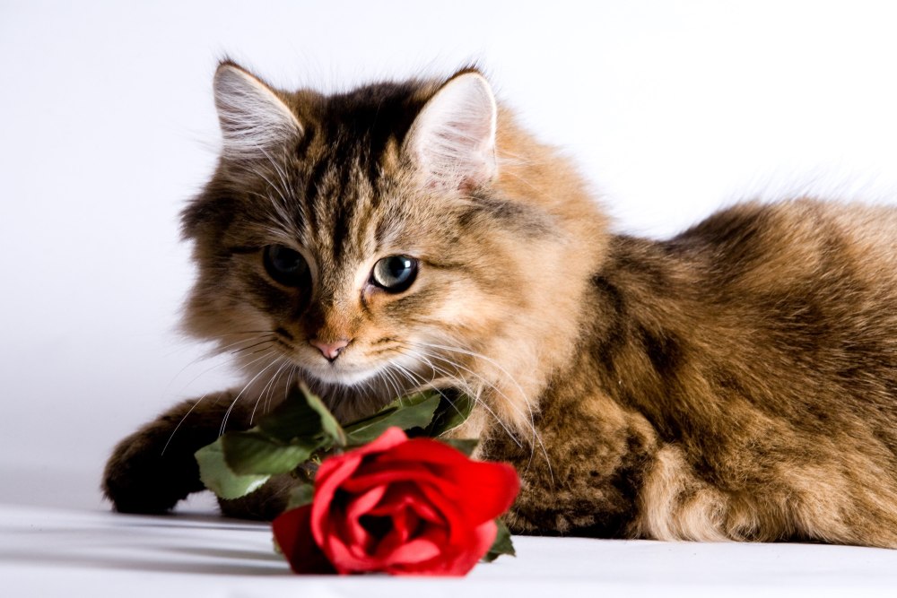 Котенок с цветами