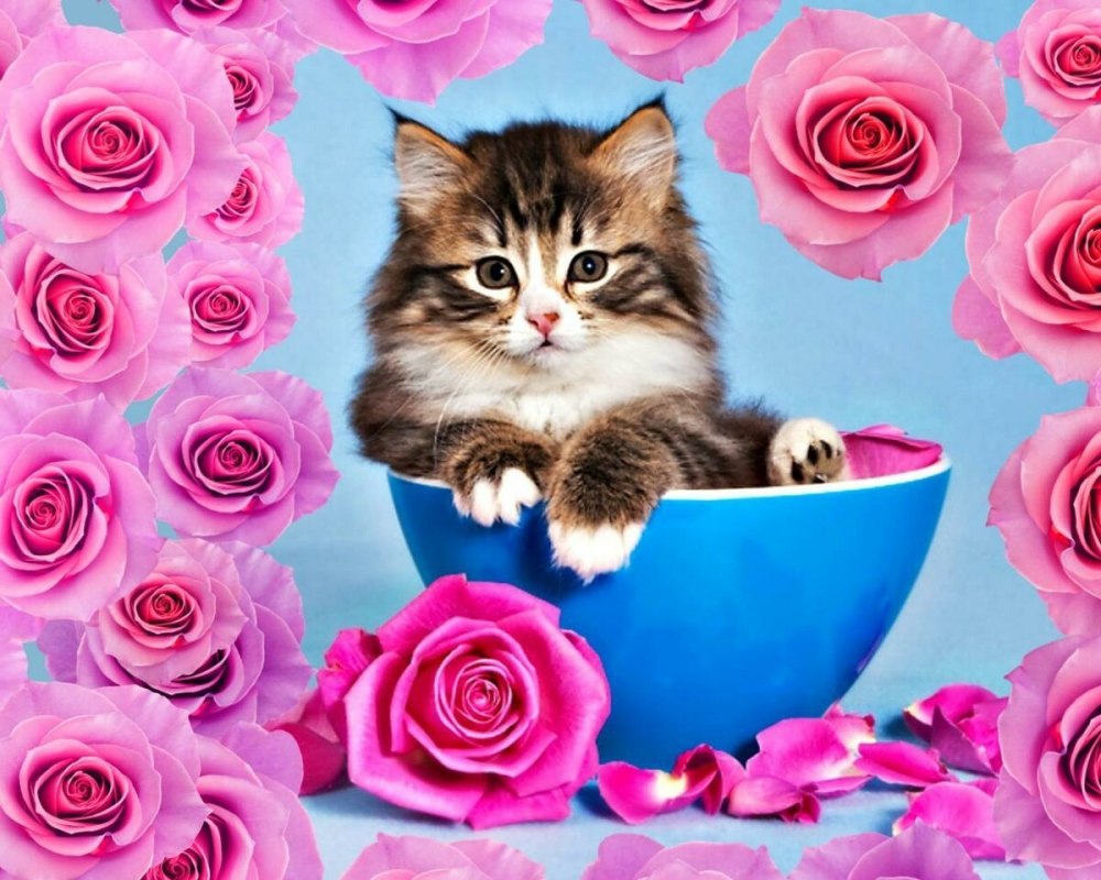 Котенок с розочкой